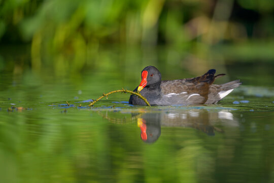 Teichhuhn Gallinula chloropus moorhen
