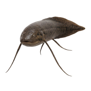 Marbled lungfish Protopterus aethiopicus isolated transparent background PNG