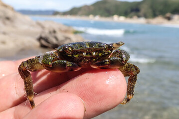 A close-up of a crab in a man hand. Close-up of a fisherman holding two fresh brown crabs above water, representing traditional coastal fishing and seafood. in beach Mediterranean sea. Jijel Algeria. © Mediterranean sea