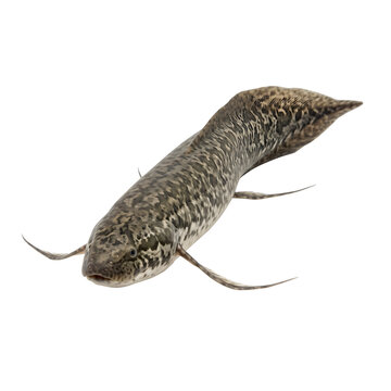 Gilded lungfish Protopterus amphibius isolated transparent background PNG