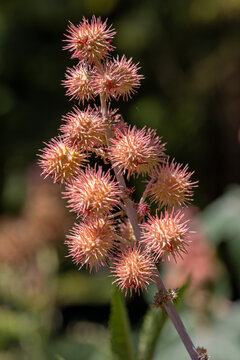 close-up of a spiky reddish-brown seed pods of a castor oil plant (Ricinus communis), also known as palm of christ in sunlight