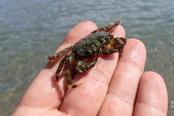 A close-up of a crab in a man hand. Close-up of a fisherman holding two fresh brown crabs above water, representing traditional coastal fishing and seafood. in beach Mediterranean sea. Jijel Algeria. © Mediterranean sea