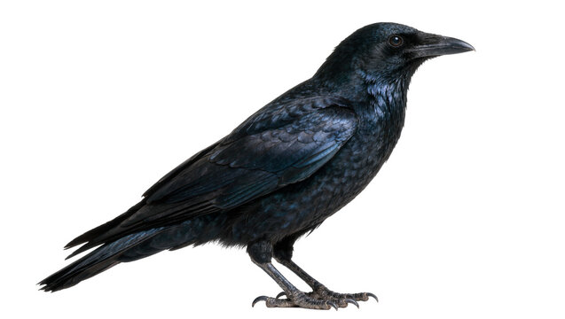 Black crow bird with dark iridescent feathers, isolated on transparent background