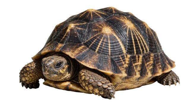 Star tortoise with patterned shell, isolated on transparent background