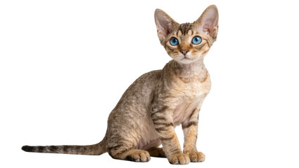 Devon Rex cat with blue eyes and wavy fur, isolated on transparent background © Cian