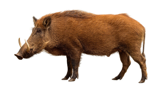 Brown wild boar with tusks, isolated on transparent background