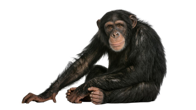 Chimpanzee sitting with dark fur, isolated on transparent background