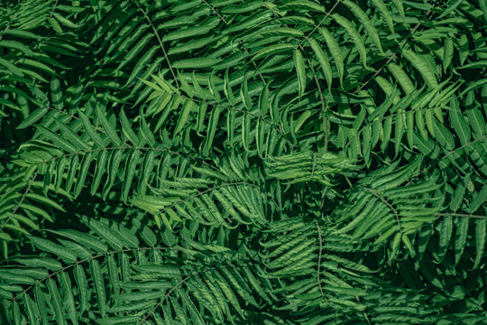 Dense lush green sumac leaves filling the frame. This vibrant botanical image is perfect for backgrounds, environmental designs, and nature-themed editorial content.