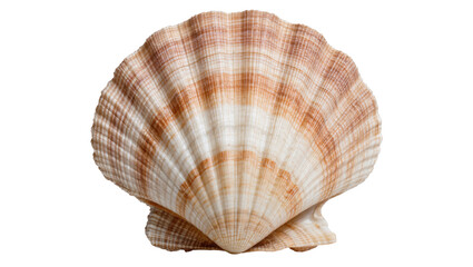 Natural beige and brown striped scallop shell, isolated on transparent background © Cian