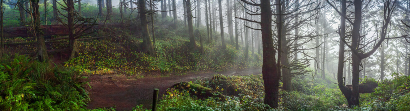 Beautiful wide panoramic view of a hiking trail in a mysterious misty green forest at sunrise