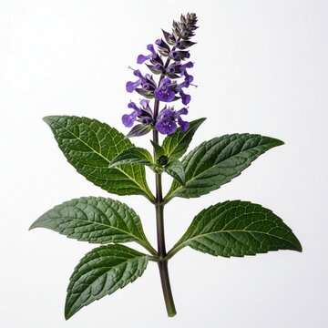 Purple patchouli flower with green leaves on white background. Aromatic plant sprig for perfume oil, herbal medicine. Natural botanical specimen for aromatherapy wellness, essential oil extraction,