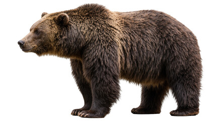 Brown grizzly bear standing profile view, isolated on transparent background © Cian
