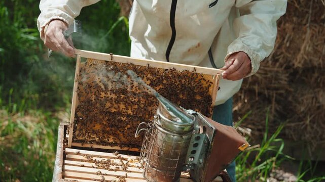 A professional beekeeper wearing protective clothing carefully inspects and maintains beehives in an outdoor apiary.
