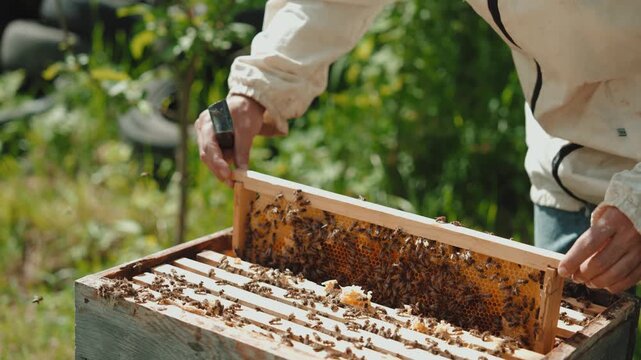 A professional beekeeper wearing protective clothing carefully inspects and maintains beehives in an outdoor apiary.