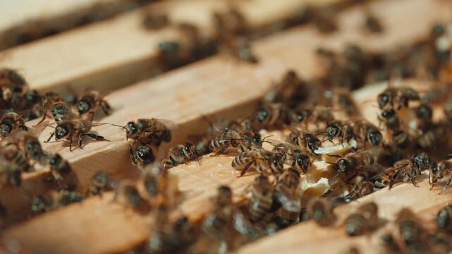 A professional beekeeper wearing protective clothing carefully inspects and maintains beehives in an outdoor apiary.