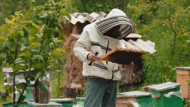 A professional beekeeper wearing protective clothing carefully inspects and maintains beehives in an outdoor apiary.