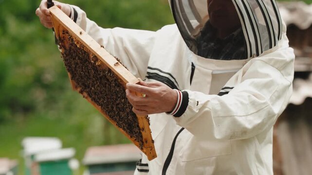 A professional beekeeper wearing protective clothing carefully inspects and maintains beehives in an outdoor apiary.