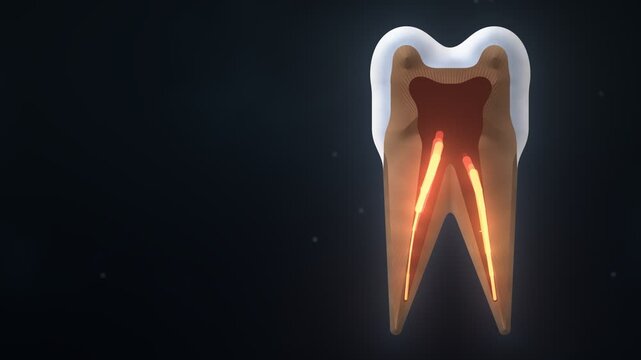 Tooth Cross Section With Nerve And Blood Vessels Regenerating Animation