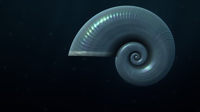 Pteropod Sea Butterfly Shell Dissolving in Acidic Ocean Animation