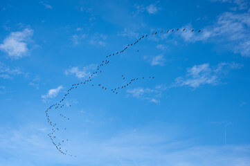 Fototapeta premium Flock of migrating cranes flying in V-formation across blue cloudy sky