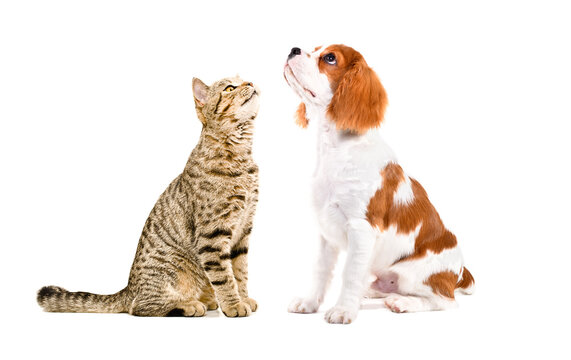Funny Scottish Straight cat and Spaniel puppy sitting  together, looking up, side view, isolated on white background
