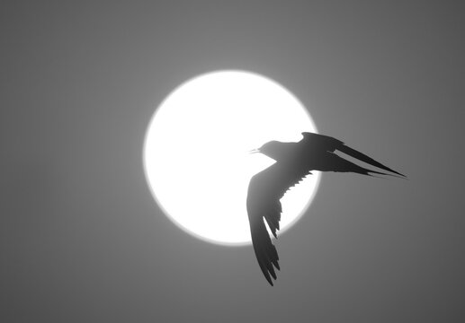 White-cheeked Tern and the sun at Tubli bay, Bahrain
