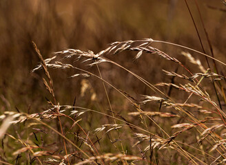 Obraz premium ears of wheat