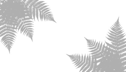 Fern shadow overlay isolated on transparent background © Imran
