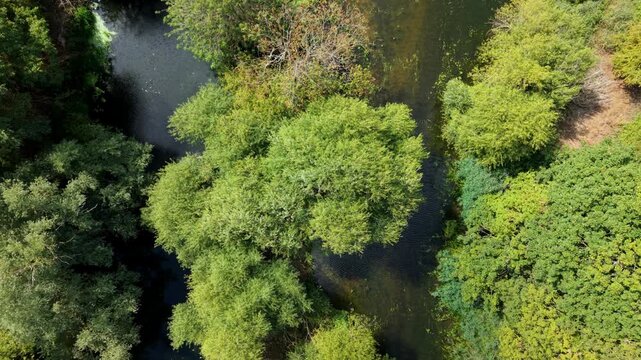 Aerial view of the River Great Ouse flowing through parched drought landscape with birds in flight near St Neots, UK