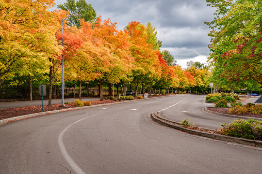 Coulon Park Autumn Colors 2