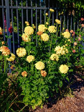 Yellow Dahlias Details 3