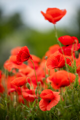 Obraz premium Vibrant Red Poppy Flowers Landscape