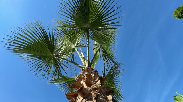 Low-angle shot of palm trees against a clear blue sky, showcasing tall trunks and lush green leaves reaching upward, capturing a tropical summer vibe.