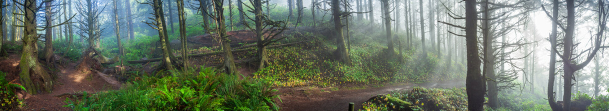Beautiful wide panoramic view of a hiking trail in a mysterious misty green forest at sunrise