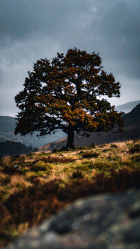 Lone autumn oak tree on a hill in late fall