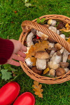 Various wild forest mushrooms. Selective focus.