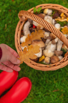 Various wild forest mushrooms. Selective focus.