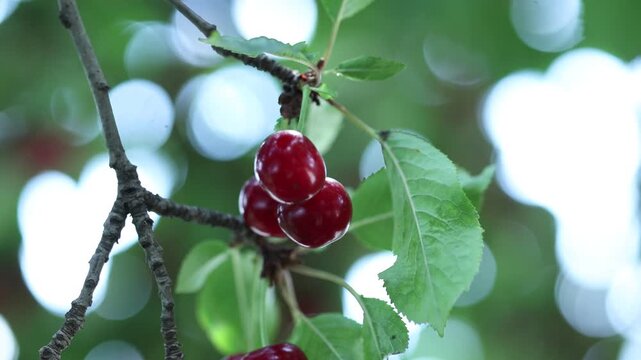 A Lush Bunch of Ripe Red Sour Cherries Hanging from a Tree Branch in a Sunny Summer Orchard Garden