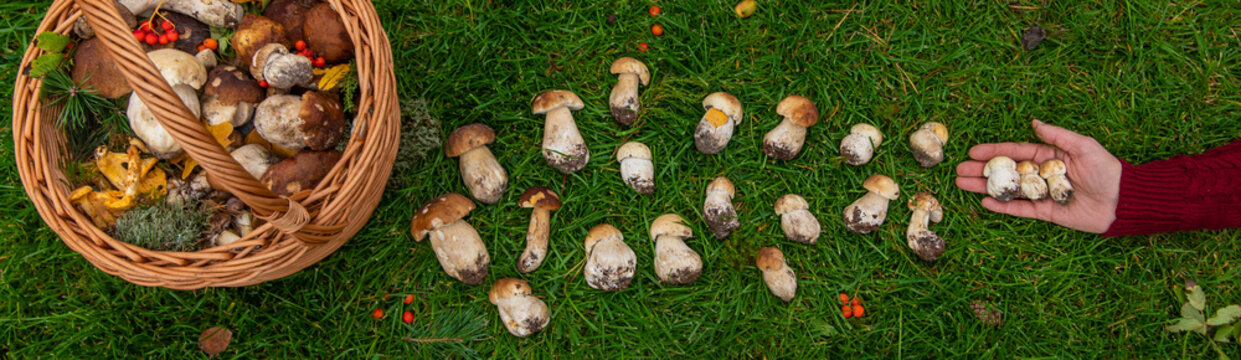 Various wild forest mushrooms. Selective focus.