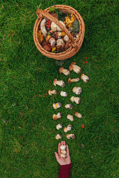 Various wild forest mushrooms. Selective focus.