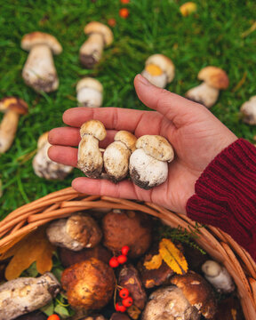 Various wild forest mushrooms. Selective focus.