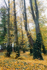 Fototapeta premium Park During Autumn Season With Golden Leaves Covering Ground
