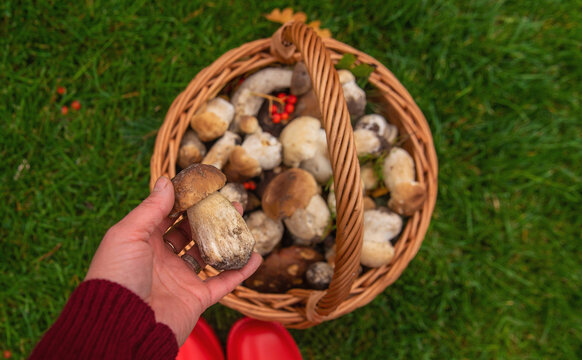 Various wild forest mushrooms. Selective focus.