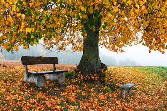 Rustic wooden bench rests beneath a vibrant autumn tree in a park with fallen golden leaves, serene nature scene.