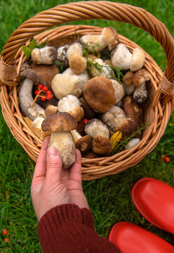 Various wild forest mushrooms. Selective focus.