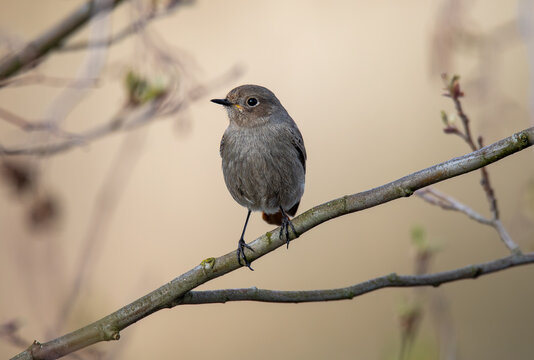 Bird Black Redstart (Phoenicurus ochruros)