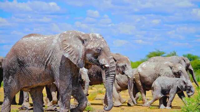 elephants in the wild