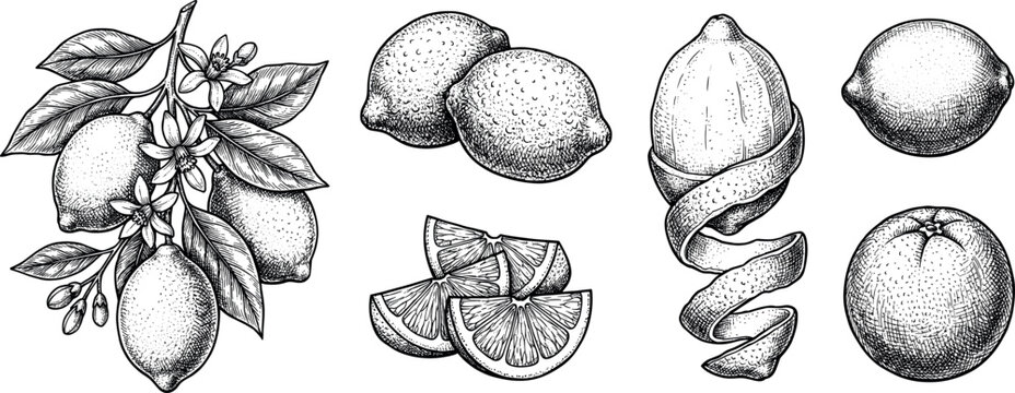Hand drawn lemon. Vintage lime orange or lemon fruits blossom and branches for juice label. Vector black ink outline food sketch illustrations with juicy piece and peel fruit for health fresh drinks