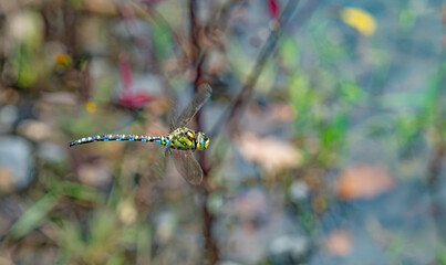 Macro Photograph of a Colorful Dragonfly in Mid-Flight © Marrow83