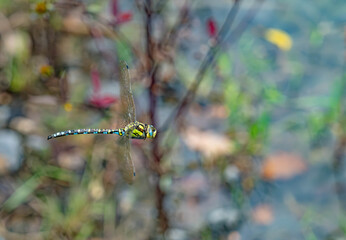 Macro Photograph of a Colorful Dragonfly in Mid-Flight © Marrow83
